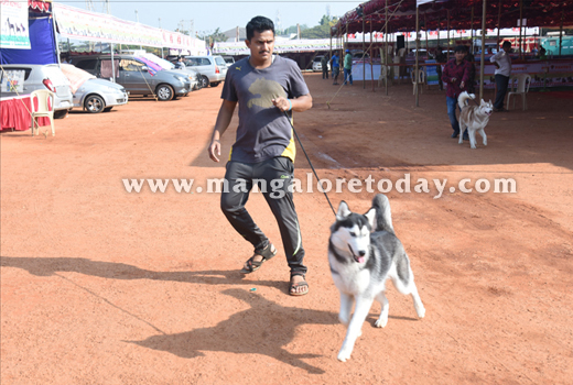 Dog Show 2